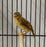 Yellow Crowned Bishop - New York Bird Supply