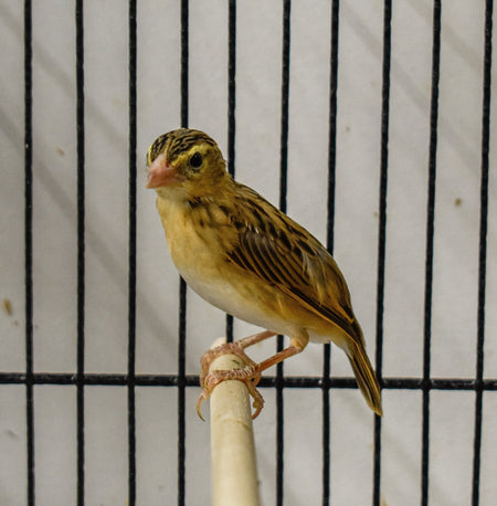 Yellow Crowned Bishop - New York Bird Supply