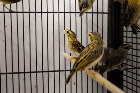 Yellow Crowned Bishop - New York Bird Supply