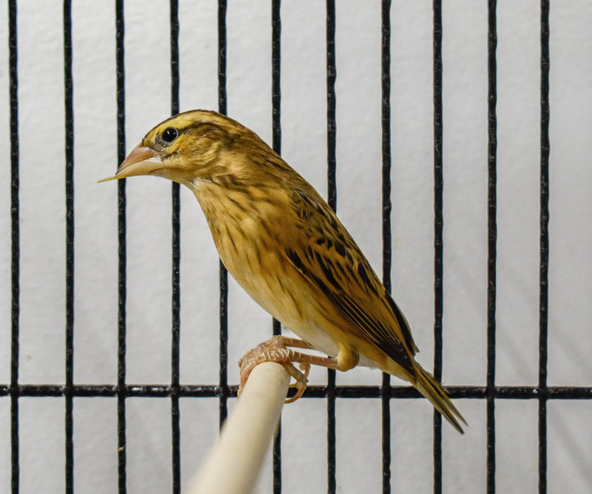 Yellow Crowned Bishop - New York Bird Supply