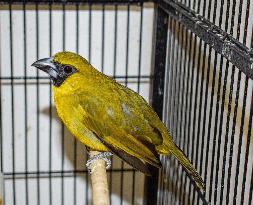 Yellow Green Grosbeak - New York Bird Supply