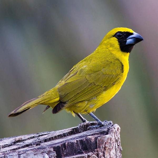 Yellow Green Grosbeak - New York Bird Supply