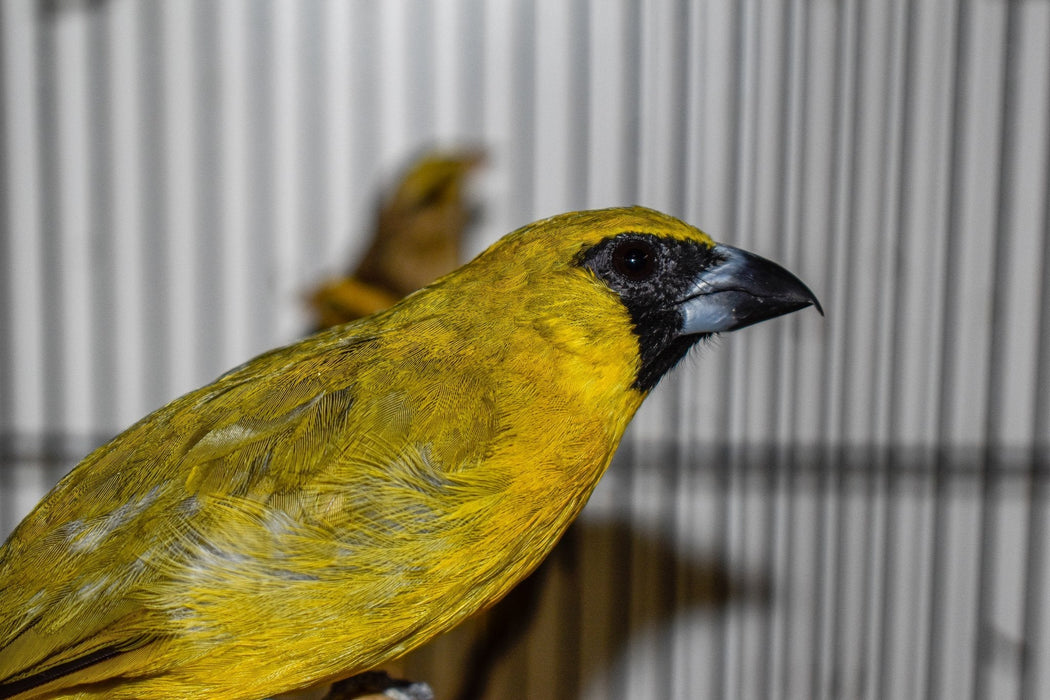 Yellow Green Grosbeak - New York Bird Supply