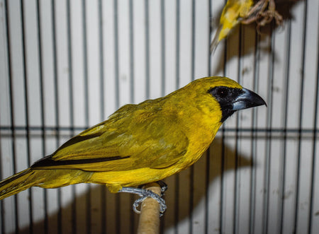 Yellow Green Grosbeak - New York Bird Supply