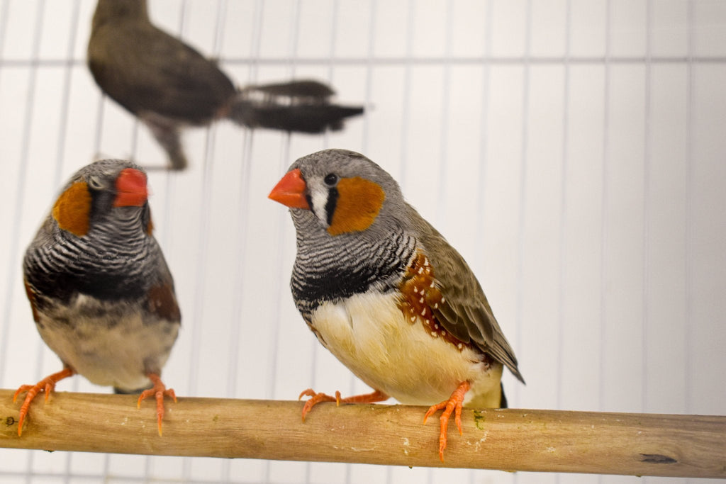 Zebra Finch Female — New York Bird Supply Wholesale