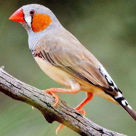 Zebra Finch - New York Bird Supply