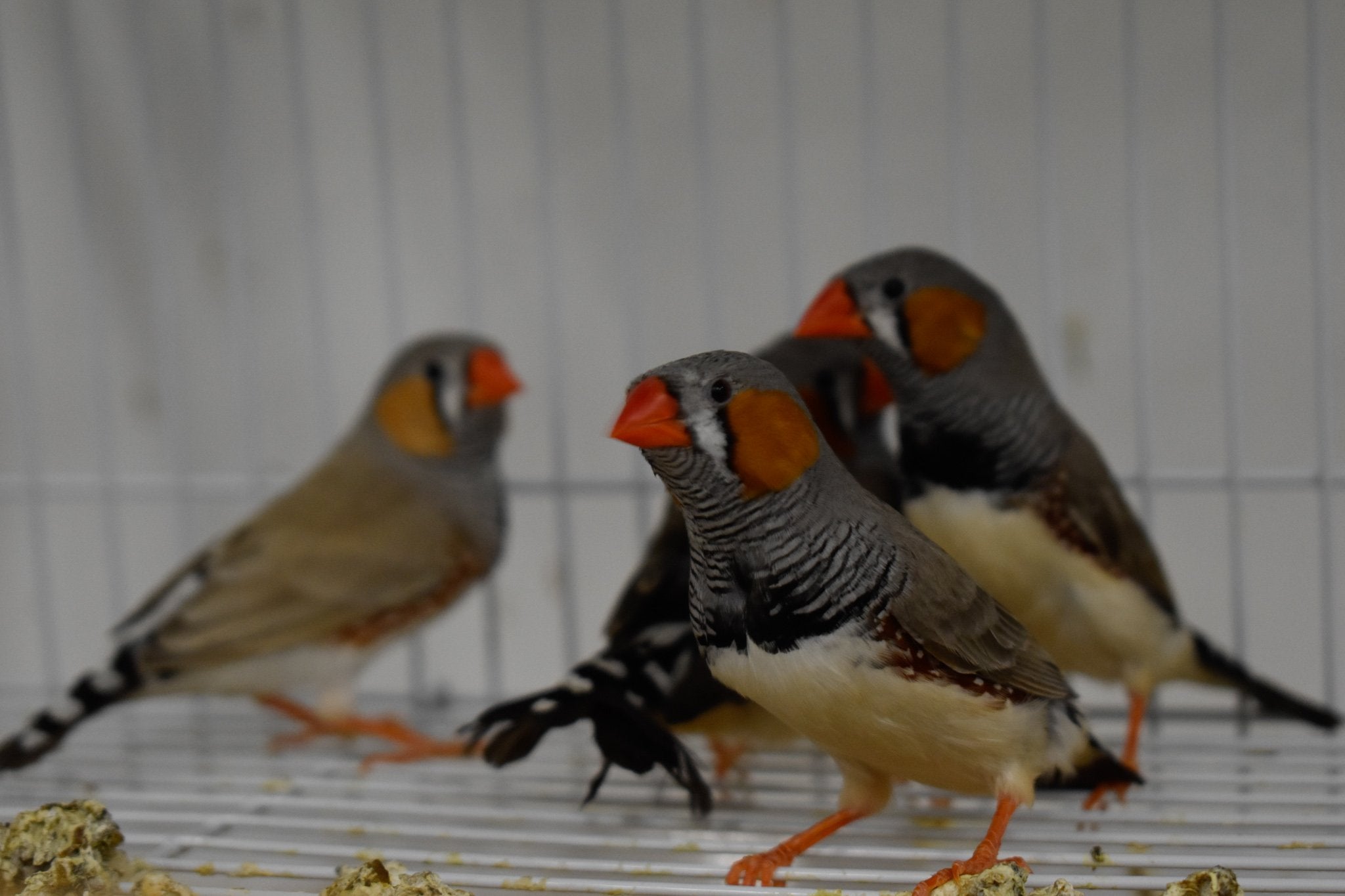 Zebra Finch - New York Bird Supply