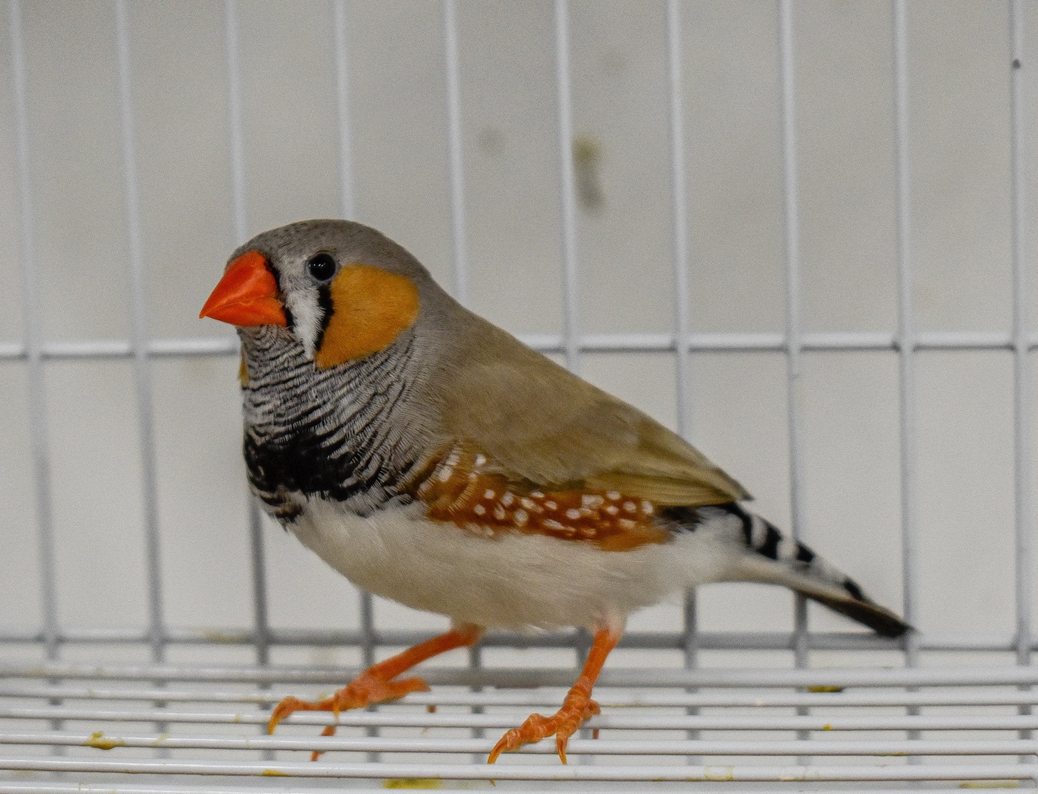 Zebra Finch - New York Bird Supply