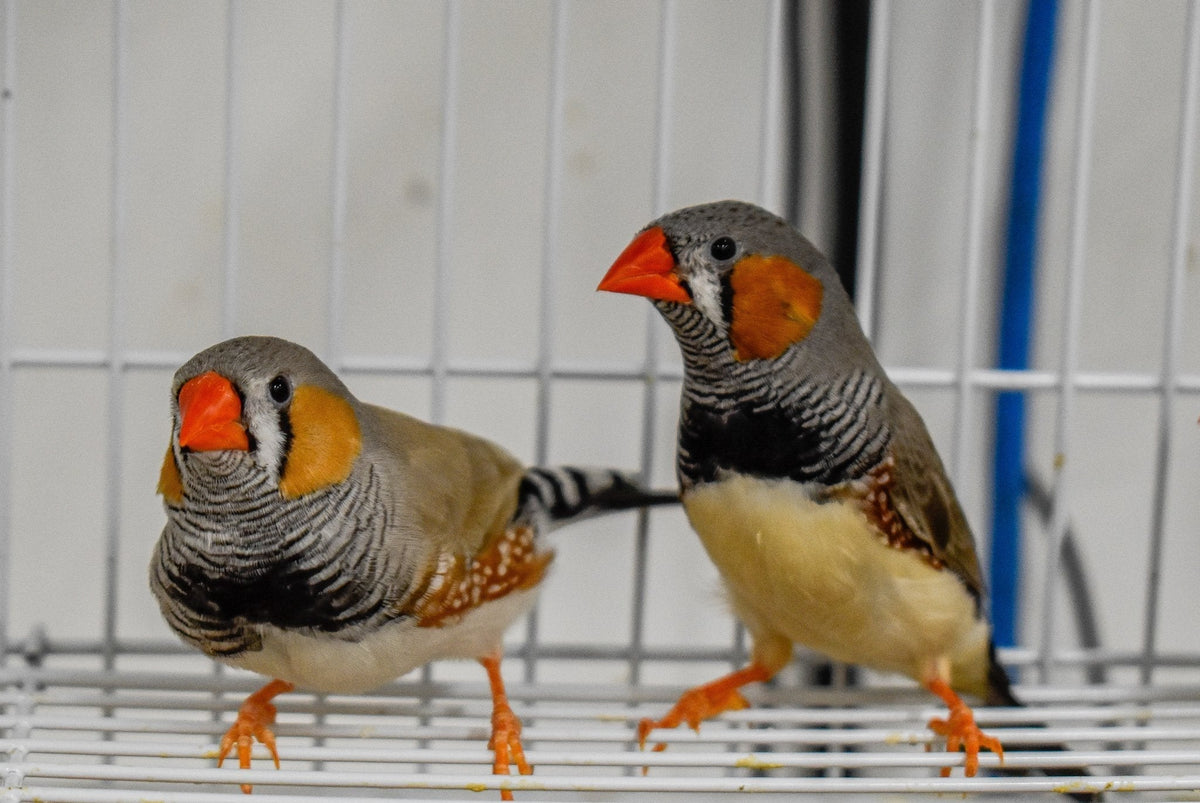 Zebra Finch - New York Bird Supply