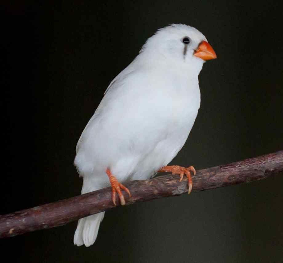 Zebra Finch White - New York Bird Supply